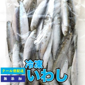 冷凍餌 冷凍イワシ 【約500g】 約10-12cm前後 いわし 大型魚のエサ ※別途クール便送料【クール便配送】爬虫類 両生類【DBP】