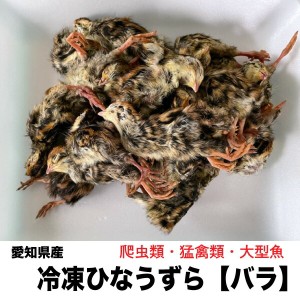 【4kg】冷凍　国内加工 愛知県産　ひなうずら バラ 雛ウズラ 4kg【クール便配送】 ※別途クール便送料　爬虫類　猛禽類　大型魚　送料無