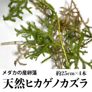 メダカ　産卵　産卵藻　メダカの天然産卵藻　めだかの産卵  天然ヒカゲノカズラ　【約25cm×4本】 めだか かずら 卵 産卵床 クリックポス