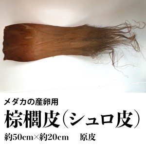 メダカの産卵用 棕櫚　シュロ皮　【１枚】 (約50cm×約20cm)　 原皮 メダカ産卵　しゅろ 棕櫚 園芸 金魚 めだか 卵 産卵床 天然 クリック