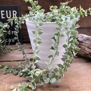 ハート 葉っぱ 観葉 植物の通販 Au Pay マーケット