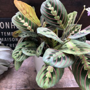 マランタ　ボスタス カラテア 美しい自然の模様 観葉植物