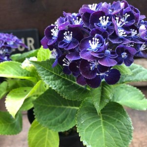 ネイビーブルー　新品種　4号　アジサイ　紫陽花