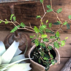 ソホラリトル　小さな葉っぱの木　観葉植物　ガーデニング