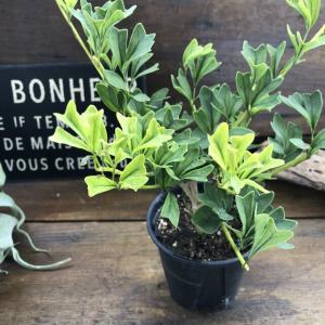 ハート 葉っぱ 観葉 植物の通販 Au Pay マーケット