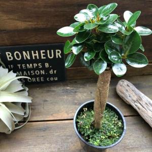 ウスクガジュマル