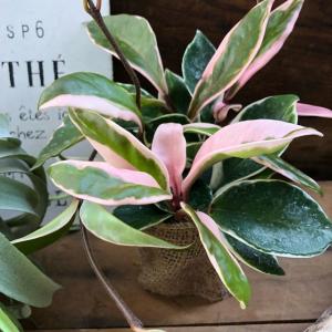 ホヤ 植物 種類の通販 Au Pay マーケット