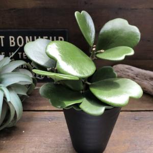 ホヤ 植物 種類の通販 Au Pay マーケット