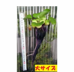 無農薬 ホテイアオイ 1株 浮草 ホテイ草 井戸水 メダカ 産卵 ビオトープ 趣味 水草 繁殖 産卵床 ガーデニング 庭つくり 庭作り めだか か