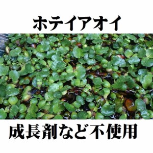 無農薬 ホテイアオイ 1株 小サイズ 浮草 ホテイ草 メダカ 産卵 ビオトープ 趣味 水草 ガーデニング アクアリウム かわいい ホテ草 メダカ