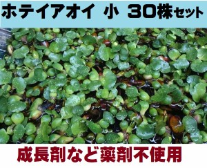 無農薬 ホテイアオイ 30株 浮草 ホテイ草 メダカ 産卵 ビオトープ 趣味 水草 アクアリウム 繁殖 産卵床 ガーデニング 庭つくり 庭作り め