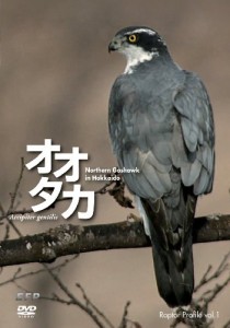 Raptor Profile vol.1 オオタカ Northern Goshawk in Hokkaido [DVD](中古品)