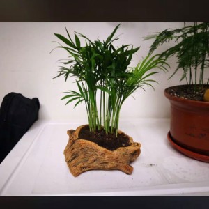 植木鉢 切り株 多肉植物 小さい 流木 ガーデニング雑貨 ガーデン雑貨 インテリア