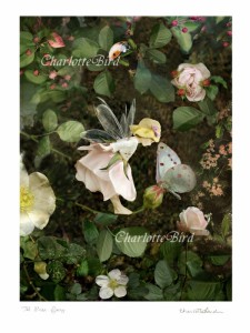 天使 妖精 絵画 ローズフェアリー「バラ 薔薇の妖精」 フォトアート 妖精 の写真家 天使 フェアリー エンジェル アート ヴィクトリア Cha