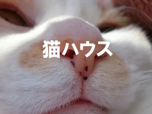 猫ハウス[ネコ ハウス ペット キャットハウス ケージ 犬小屋 室内 犬 段ボール 紙 エコ]