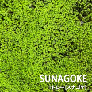 スナゴケ 砂苔 1トレー トレーサイズ300mm×600mm コケリウム 盆栽 植え替え 化粧 テラリウム 苔玉 庭 メンテナンス 石S直送