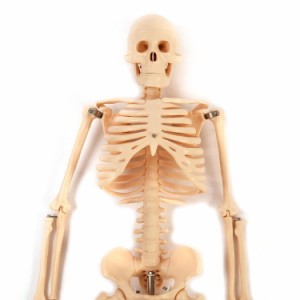 人骨模型 ガイコツ85ｃｍ骸骨　骨格　骨　模型　ガイコツ　人体模型[JK-1751]