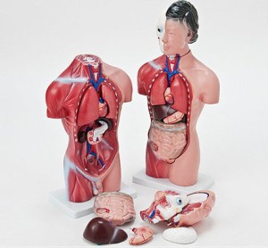 内臓人体模型 女性/男性 44cm 骸骨　骨格　骨　模型　ガイコツ　ミニ　人体模型　内臓