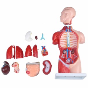  人体模型GX-207 お腹と背中が見える内臓模型 高さ45cm ユニセックスタイプ17パーツ取り外し可 [JK-5278] 