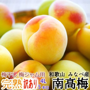 ※訳あり※ 完熟・青梅 紀州みなべ産 南高梅 サイズ(4L) ５kg【送料無料】和歌山より産地直送【梅干し、梅ジャム、梅ジュース、生梅】