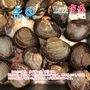 活赤貝 殻付き 1kg (約6~10個) アカガイ 殻付き