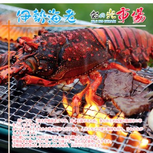 【高級素材】冷凍伊勢海老 ２匹 (1匹 約200g) 伊勢エビ えび