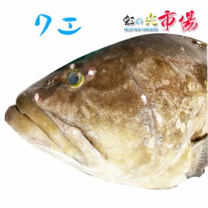 美味しい高級魚！クエ (アラ) 1尾 3-4kg くえ あら 高級魚 海水魚 超高級魚 幻の魚