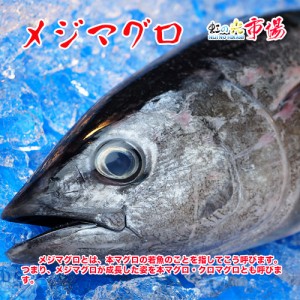 マグロの王様、本マグロの若魚！美味しすぎる！生メジマグロ　約3kg前後　 北海道・九州産