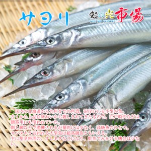 高級魚 サヨリ 約１kg（1尾50〜80g前後） 細魚 針魚 さより