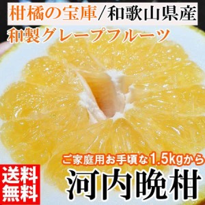 【2024年6月中旬から順次発送予約販売】】 今だけお得！ 送料無料 訳あり 河内晩柑 和製グレープフルーツ 1.５kg 和歌山産