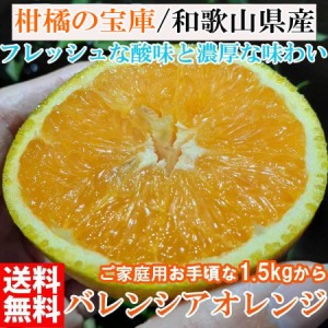 【2024年6月中旬発送予約販売】 訳あり バレンシアオレンジ 1.5kg バレンシャ  和歌山産