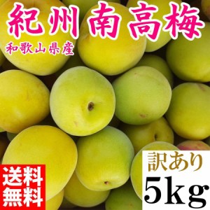 【2024年6月中旬から順次発送予約販売】 青梅 訳あり 5kg 南高梅 訳あり M〜LLサイズ 生梅 和歌山県産 朝取り 南高梅 人気 規格外 サイズ