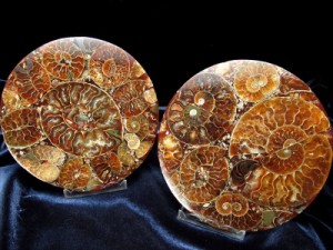 アンモナイト化石 円形スライス 直径約110mm前後 幸運を呼び込む石 1つ1つに宿るそれぞれの古の記憶 コースタ—やインテリアにも マダガ
