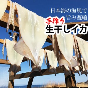 赤羽屋磯辺商店 青森の味！【産直 冷凍】真空冷凍 生干しイカ 特大（200g以上） 特産品