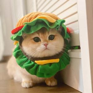 猫 ふと 犬用帽子 着ぐるみ コスプレ うさぎ 可愛い 面白い 防寒対策 