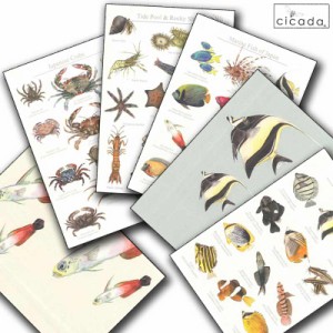 cicada はがき 海の生き物 シリーズ ハタタテハゼ ツノダシ ポストカード コレクション 伊豆 魚 葉書 お土産 ギフト カード プレゼント 