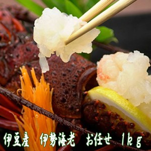 【代引き不可】伊勢海老 生きたまま 1kg 送料無料 サイズお任せ 伊豆 下田 生きたまま 刺身 伊勢エビ イセエビ 名産 お取り寄せ 魚 静岡 