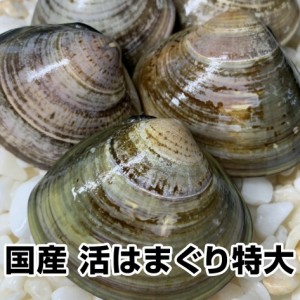 【御歳暮 お歳暮 御年賀 お年賀 誕生日プレゼント ギフト】★国産 活はまぐり特大2kg20個前後★とれたて直送！ＢＢＱにも大人気（1/2〜1/