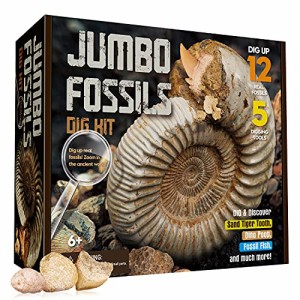 XXTOYS 化石 発掘 キット 化石標本 クリスマス 天然化石 コレクション 化石発掘キット サメの歯 発掘おもちゃ 12個セット 古生物学 子供