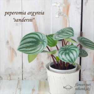 ペペロミア・アルギレイア サンデルシー スイカペペ 4号鉢 観葉植物 インテリア おしゃれ