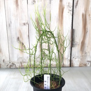 多肉植物 sdボウィエア 蒼角殿（ソウカクデン） ボウィエア ボルビリス 3.5号鉢 多肉植物