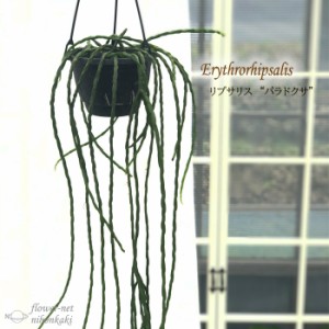 リプサリス パラドクサ 5号吊り鉢 送料無料 観葉植物 インテリア おしゃれ タマヤナギ