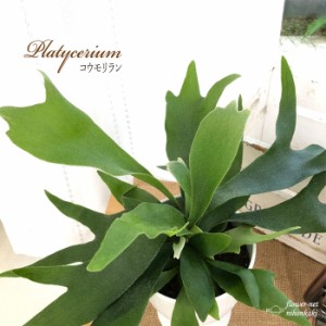 コウモリラン ビカクシダ アルシコルネ 4.5号鉢 プラティセリウム 苗 観葉植物 インテリア おしゃれ