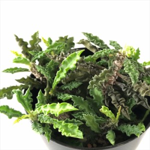 多肉植物 sdユーフォルビア デカリー 7.5cmポット 多肉植物 ユーフォルビア