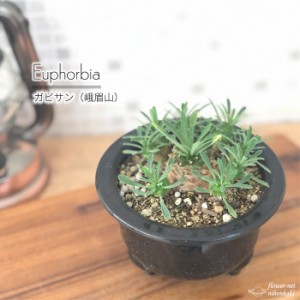 多肉植物 caユーフォルビア ガビサン 峨眉山 多肉植物 3.5号鉢 コーデックス 観葉植物