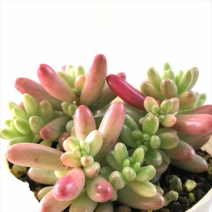 多肉植物 sbセダム オーロラ 多肉植物 セダム 7.5cmポット