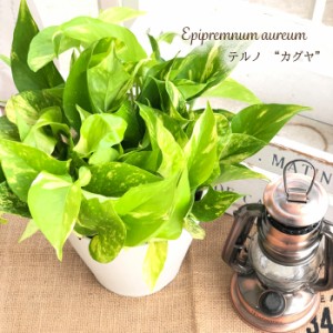 観葉植物 ポトス テルノ No.021 カグヤ 5号鉢 観葉植物 室内 贈り物 プレゼント インテリア おしゃれ