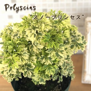 観葉植物 ポリシャス スノープリンセス 4号鉢 観葉植物 小型 小さい 室内 贈り物 プレゼント インテリア おしゃれ