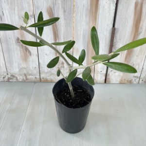オリーブ セントキャサリン 10.5cmポット 観葉植物 オリーブの木 苗 シンボルツリー 庭木 果樹 mto
