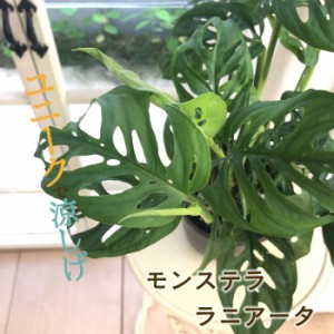 モンステラ ラニアータ 4号鉢 吊り鉢 観葉植物 インテリア おしゃれ